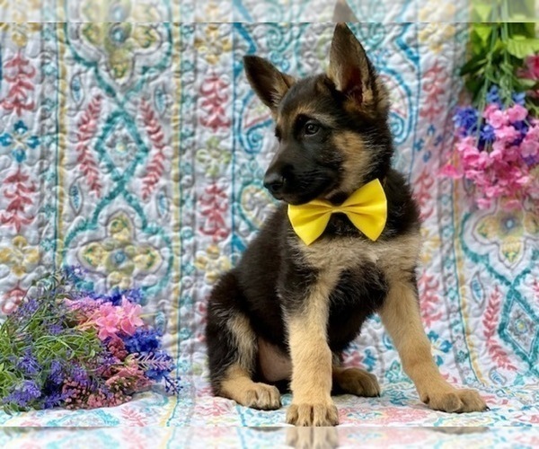 Medium Photo #3 German Shepherd Dog Puppy For Sale in COCHRANVILLE, PA, USA