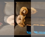 Small Photo #1 Poodle (Miniature) Puppy For Sale in SALEM, MO, USA