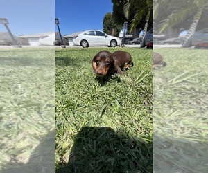 Dachshund Puppy for sale in WHITTIER, CA, USA