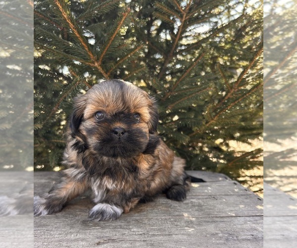 Medium Photo #3 Shih Tzu Puppy For Sale in MIDDLEBURY, IN, USA