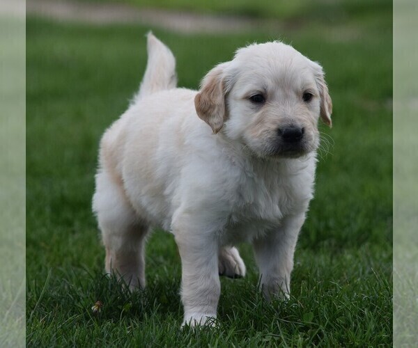 Medium Photo #4 Golden Retriever Puppy For Sale in SILEX, MO, USA