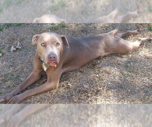 Mutt Dogs for adoption in Oklahoma City, OK, USA