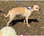 Small Photo #4 Chihuahua-Unknown Mix Puppy For Sale in Yardley, PA, USA