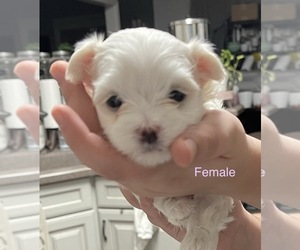 Maltese Puppy for sale in MCDONOUGH, GA, USA