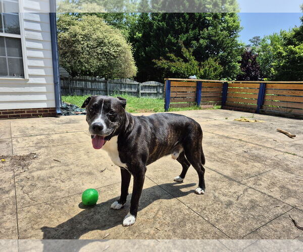 Medium Photo #12 Plott Hound-Unknown Mix Puppy For Sale in Holly Springs, NC, USA