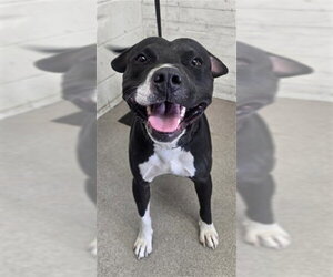 Mutt Dogs for adoption in San Bernardino, CA, USA