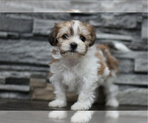 Poovanese Puppy for sale in SHIPSHEWANA, IN, USA