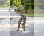 Small #8 Labrador Retriever Mix