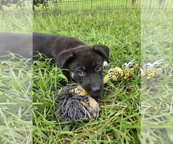 Medium Photo #7 Siberian Husky-Unknown Mix Puppy For Sale in McDonough, GA, USA