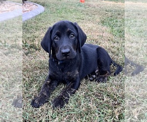 Labrador Retriever Puppy for Sale in RIDGE, Maryland USA