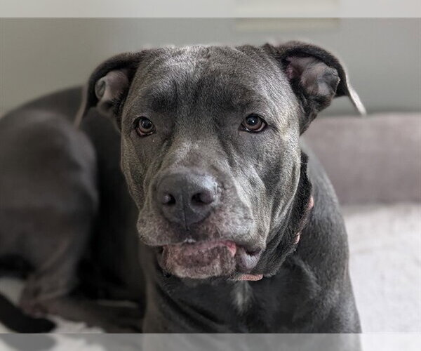 Medium Photo #1 American Pit Bull Terrier Puppy For Sale in Ocala, FL, USA