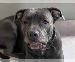 American Pit Bull Terrier Dogs for adoption in Ocala, FL, USA