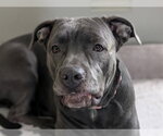 Small American Pit Bull Terrier