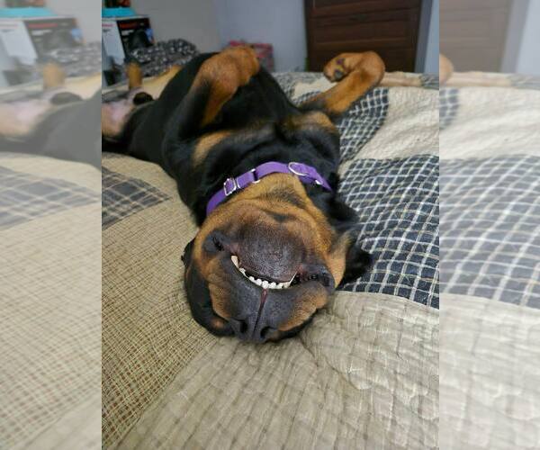 Medium Photo #4 Rottweiler Puppy For Sale in Hillsboro, NH, USA