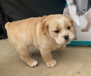 English Bulldog-Golden Retriever Mix Puppy for sale in FRESNO, CA, USA