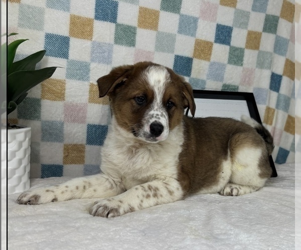 Medium Photo #5 Australian Cattle Dog Puppy For Sale in FRANKLIN, IN, USA