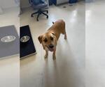 Small Labrador Retriever Mix