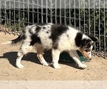 Small #20 Shetland Sheepdog