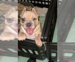 Small Photo #9 American Bully Puppy For Sale in MURFREESBORO, TN, USA
