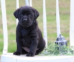Puppy Morgan Labrador Retriever