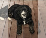 Small Photo #5 Miniature Bernedoodle Puppy For Sale in SILVERTON, OR, USA