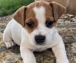 Puppy Molly Jack Russell Terrier