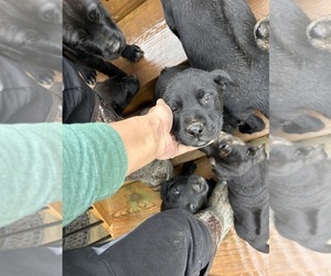 Labrador Retriever-Rhodesian Ridgeback Mix Puppy for sale in ROLLA, MO, USA