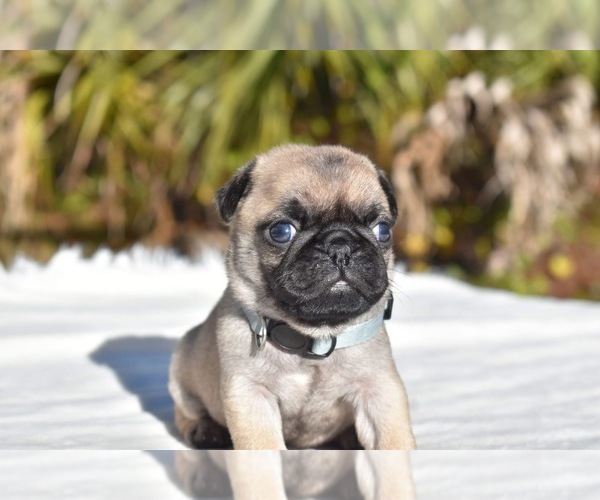 Medium Photo #1 Pug Puppy For Sale in PALM COAST, FL, USA