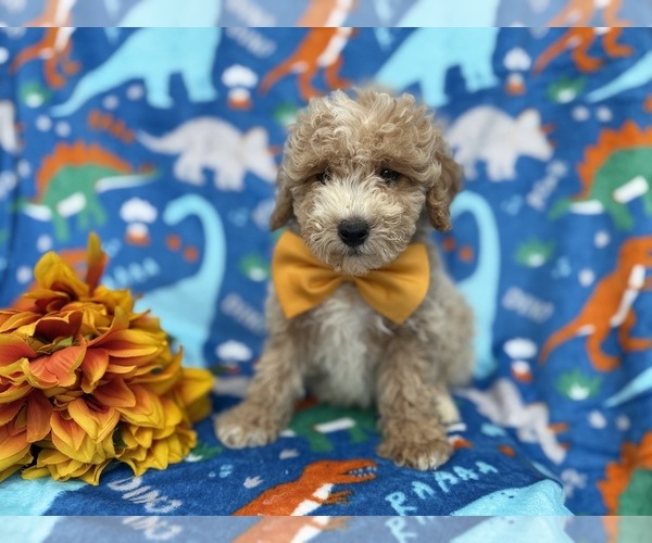 Medium Photo #2 Cock-A-Poo Puppy For Sale in LAKELAND, FL, USA