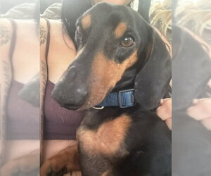 Dachshund Dogs for adoption in Los Angeles, CA, USA