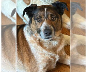 Mutt Dogs for adoption in Westminster, MD, USA