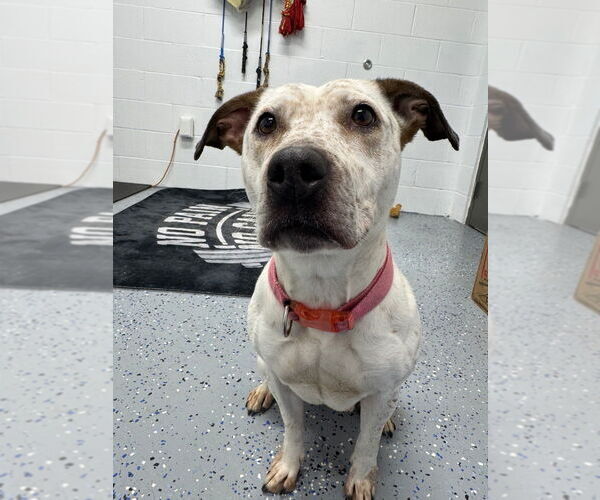 Medium Photo #3 American Staffordshire Terrier-Unknown Mix Puppy For Sale in Pierceton , IN, USA