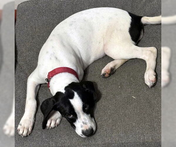 Medium Photo #6 Basset Hound-Unknown Mix Puppy For Sale in Deepwater, NJ, USA