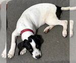 Small #5 Basset Hound Mix