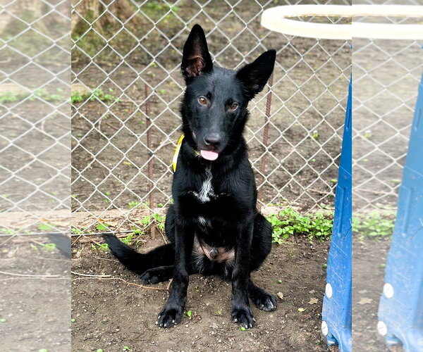 Medium Photo #3 Mutt Puppy For Sale in Houston, TX, USA