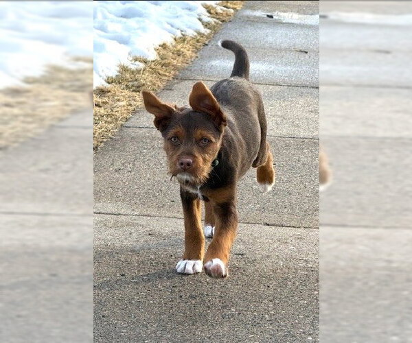 Medium Photo #5 Jack Russell Terrier-Unknown Mix Puppy For Sale in St. Louis Park, MN, USA