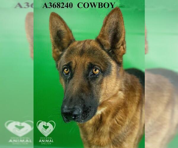 Medium Photo #2 German Shepherd Dog Puppy For Sale in Stockton, CA, USA