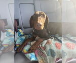 Small #3 Doberman Pinscher