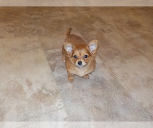 Chiranian Puppy for sale in PINCONNING, MI, USA