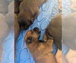 Small #6 Belgian Malinois