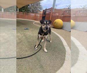 German Shepherd Dog-Unknown Mix Dogs for adoption in Las Vegas, NV, USA