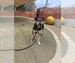 *BEETLEJUICE - Male German Shepherd Dog-Unknown Mix Dog for Adoption - Small photo