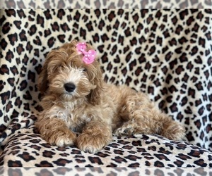 Cockapoo Puppy for sale in LAKELAND, FL, USA