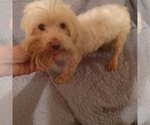 Small Photo #4 Maltese Puppy For Sale in Bonifay, MO, USA