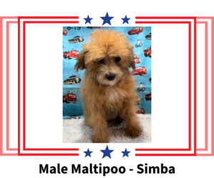 Maltese-Poodle (Toy) Mix Puppy for Sale in AZLE, Texas USA