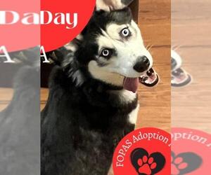 - Mix Dogs for adoption in Perry, GA, USA