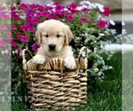 Small #1 Golden Retriever