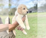 Small Photo #3 Golden Retriever Puppy For Sale in DOTHAN, AL, USA