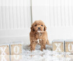 Small Photo #8 Poodle (Miniature) Puppy For Sale in WARSAW, IN, USA