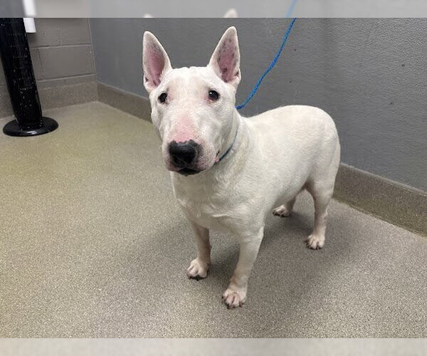 Medium Photo #1 Bull Terrier-Unknown Mix Puppy For Sale in Las Vegas, NV, USA